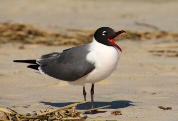 a laughing gull  with his beak open on the sand on a sunny spring day in rehoboth beach, delaware