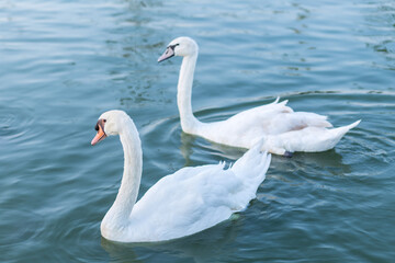 Two White swans in love swimming on the lake