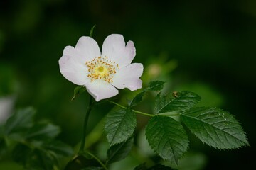 Flower of a dogrose (Rosa canina) in bloom