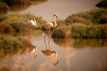 Flamingos living in Izmir urban forest