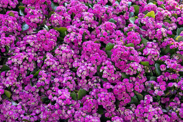 Florist Kalanchoe Kalanchoe blossfeldiana (Flaming Katy plant, ) coral Purple and pink flowers background pattern