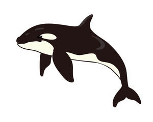 cartoon killer whale or orca isolated on white background, vector illustration