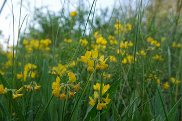 Obraz premium Wide-angle closeup on yellow flowers of the horseshoe vetch, Hippocrepis comosa in a meadow