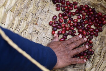 A farmer hand picking ripe and raw coffee berries on coffee tree branch
