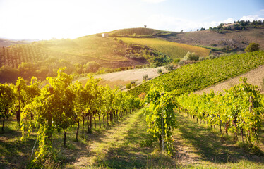 Fototapeta na wymiar Vineyard with grapes in sunshine, agriculture and farming