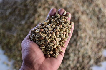 unroasted green coffee beans in hand