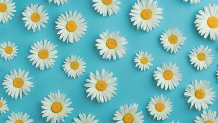 Daisy pattern. Flat lay spring and summer daisy flowers on a blue background