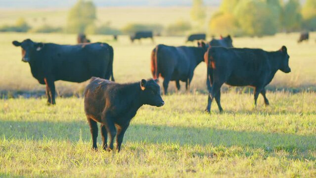 Agricultural industry. Black cow eats grass on a farm field. Cattle in pasture. Static view.