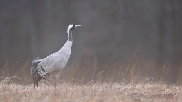 Common crane ( Grus grus )	
