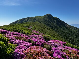 ミヤマキリシマ咲き誇るくじゅう