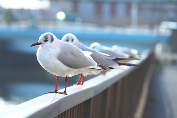 Seagulls resting on the parapet