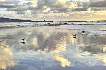 Beach, travel and birds on the sand by the ocean with clouds in the blue sky by sunset. Nature, summer and animals by the sea water waves outdoor at dawn on a tropical island with a seascape.