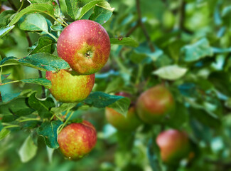 Nature, agriculture and garden with apple on tree for sustainability, ecology and growth. Plants, environment and nutrition with red summer fruits on branch for harvesting, farming and horticulture