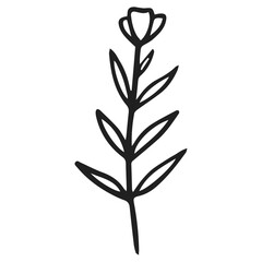 illustration of a plant