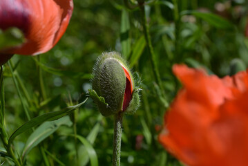 Obraz premium Fleurs de pavot