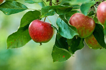 Apple growth, nature and fruit product plant outdoor on countryside with farming produce. Fruits, red apples and green leaf on a tree outside on a farm for agriculture and sustainable production