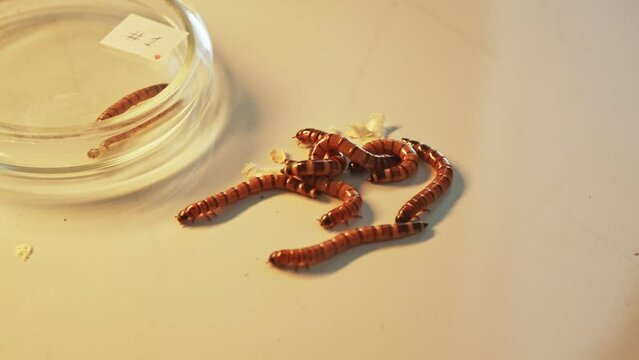 Flour worms crawl on the subject research table and in the petri dish. A set of measures to reduce emissions and combat global warming. Laboratory research