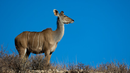 a kudu cow with a blue sky background