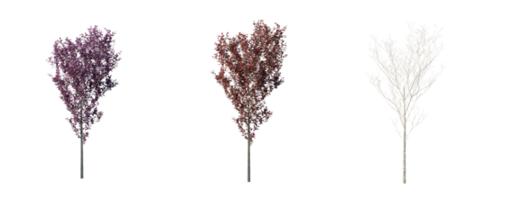 isolated cutout tree prunus cerasifera in 3 different season option,summer,autumn, winter, best use for landscape design, and post pro render