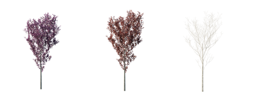 isolated cutout tree prunus cerasifera in 3 different season option,summer,autumn, winter, best use for landscape design, and post pro render