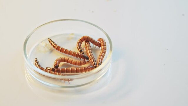 Flour worms crawl in a petri dish. A set of measures to reduce emissions and combat global warming. An environmentally friendly and friendly protein to fight global hunger. Laboratory research