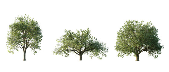 isolated cutout tree Quercus cerris in 3 different variation, daylight, summer season, best use for landscape design, and post pro render