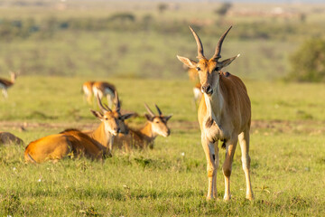 Naklejka na ściany i meble Common eland antelope (Taurotragus oryx) looking at the camera, Mara Naboisho Conservancy, Kenya.