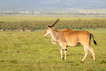 Naklejka na ściany i meble Common eland antelope (Taurotragus oryx), Mara Naboisho Conservancy, Kenya.