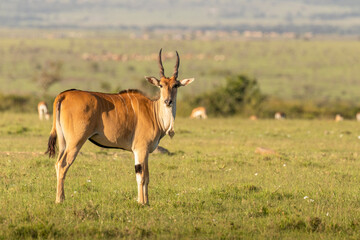 Naklejka na ściany i meble Common eland antelope (Taurotragus oryx) looking at the camera, Mara Naboisho Conservancy, Kenya.