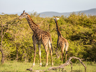 Male Masai giraffe (Giraffa tippelskirchi or Giraffa camelopardalis tippelskirchi) eating, Mara Naboisho Conservancy, Kenya.