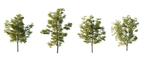 isolated cutout tree Robinia pseudoacacia in 3 different variation, daylight, summer season, best...
