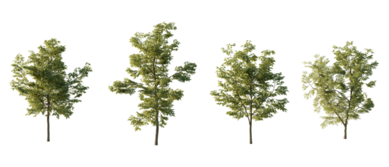 isolated cutout tree Robinia pseudoacacia in 3 different variation, daylight, summer season, best use for landscape design, and post pro render
