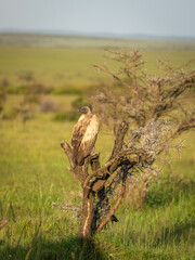 White-backed vulture (Gyps africanus) in a tree, Mara Naboisho Conservancy, Kenya.