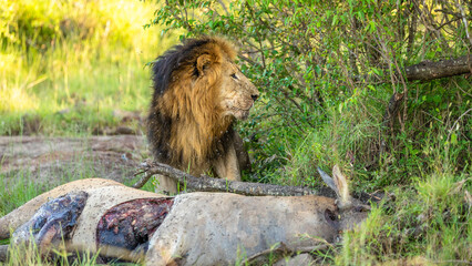 Male lion ( Panthera Leo Leo) with kill, lion eating eland, Mara Naboisho Conservancy, Kenya.