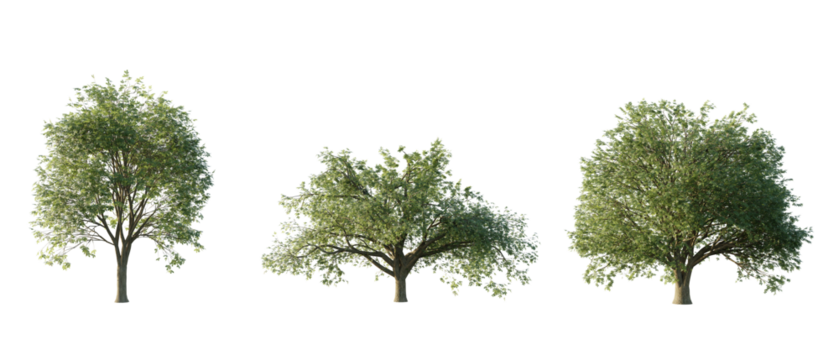 isolated cutout tree Quercus cerris in 3 different variation, daylight, summer season, best use for landscape design, and post pro render - Powered by Adobe