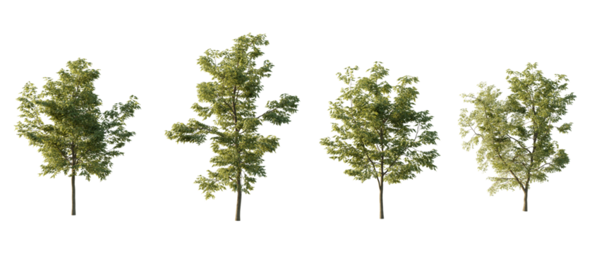 isolated cutout tree Robinia pseudoacacia in 3 different variation, daylight, summer season, best use for landscape design, and post pro render