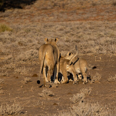 a lioness and her cubs
