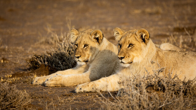 two lion cubs in golden light close up