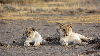 two lion cubs in golden light close up