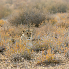 a lioness perfectly camouflaged in dry bushes