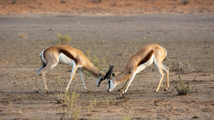 two springbok rams fighting for dominance 