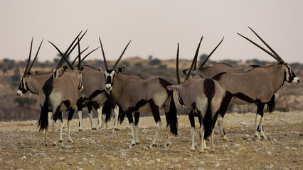 a herd of oryx in the wild - obrazy, fototapety, plakaty