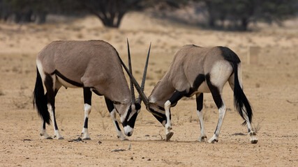 two gemsbok bulls facing each other head on
