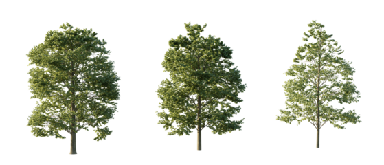 isolated cutout tree Tilia Europaea in 3 different variation, daylight, summer season, best use for landscape design, and post pro render