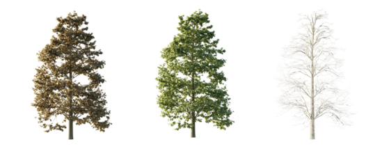isolated cutout tree Tilia Europaea in 3 different season option,summer,autumn, winter, best use for landscape design, and post pro render