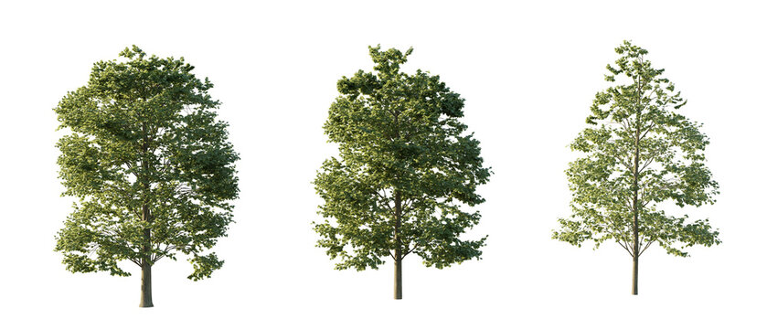 isolated cutout tree Tilia Europaea in 3 different variation, daylight, summer season, best use for landscape design, and post pro render
