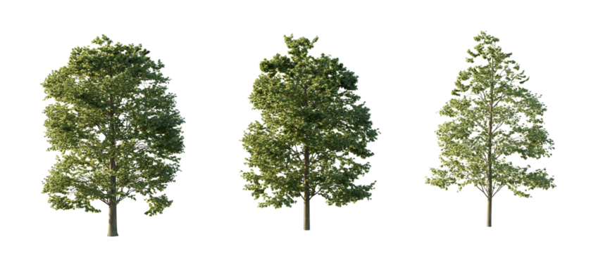 isolated cutout tree Tilia Europaea in 3 different variation, daylight, summer season, best use for landscape design, and post pro render