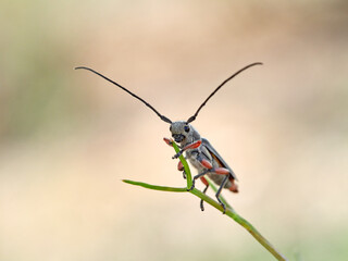 Longhorn Beetles. Family Cerambycidae. Phytoecia rufipes