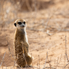 meerkats on the lookout
