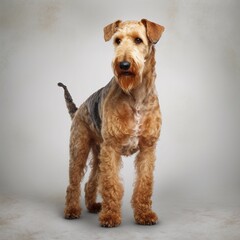 Airedale terrier in full length, photography, studio photo. AI generated.